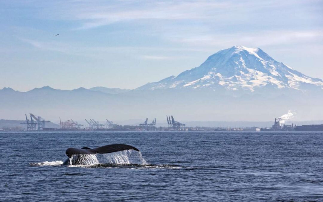 Lugares para avistar ballenas en el estado de Washington
